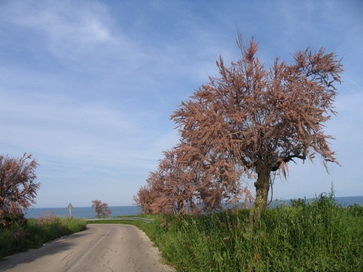 alberi in fiore a primavera 021